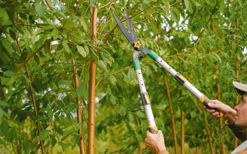 Tree trimming in Fort Branch, IN