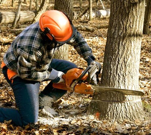 Tree Removal in Fort Branch, IN